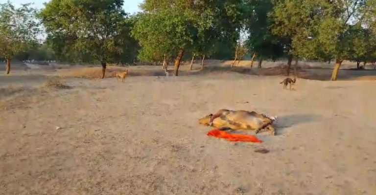 गौशाला में भूख से हुई 19 गायों की मौत, केयरटेकर को 2 महीने से नहीं मिली सैलरी तो नहीं खिलाया चारा