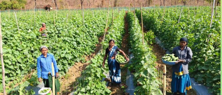 खीरा की खेती ने बदली सुभद्रा की जिंदगी, बिहान योजना से बनी लखपति दीदी